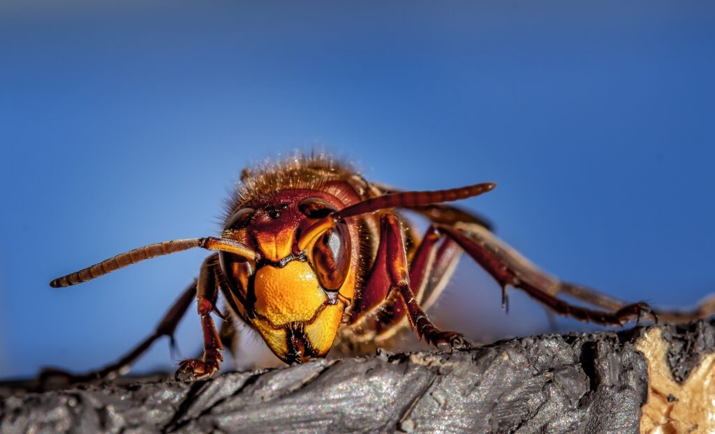 Frelon asiatique en gros plan – Insecte dangereux à éliminer en Savoie