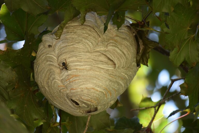 Nid de frelons en hauteur dans un arbre – Rhône Alpes Guêpes Frelons 73