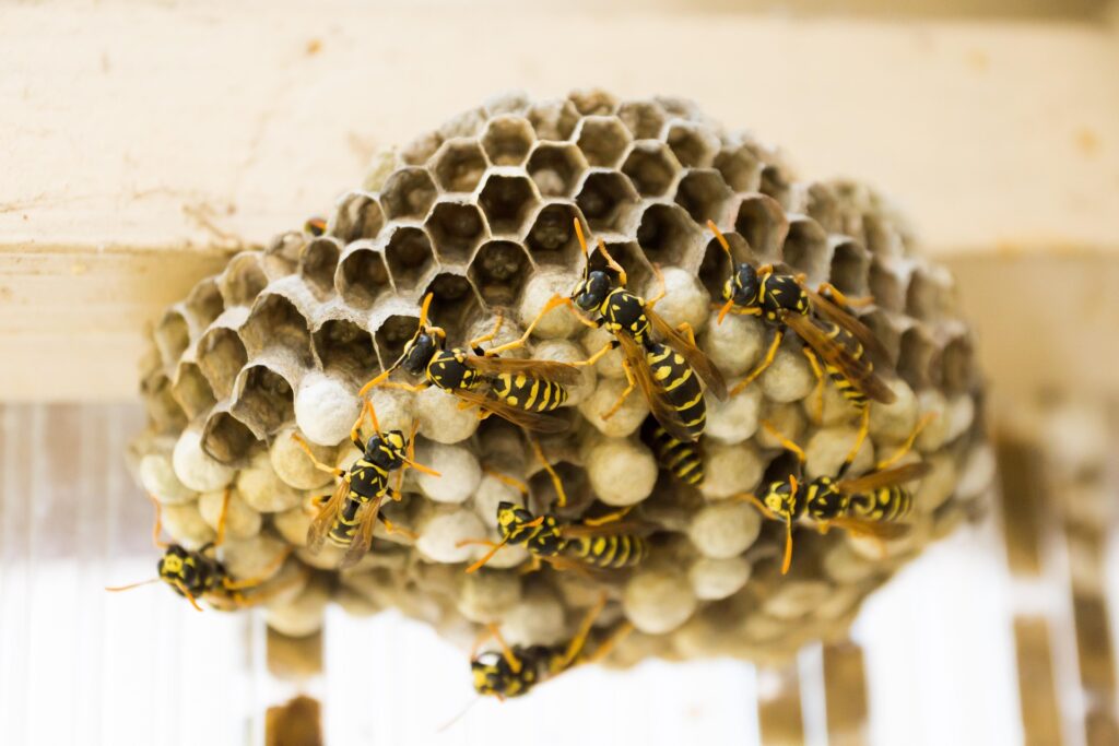 wasp-nest-335984_1920