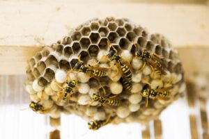 wasp-nest-335984_1920